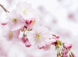 Kogo jest więcej na świecie?