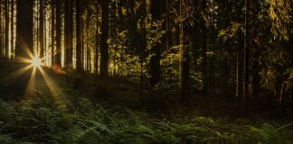 Kto był najsłynniejszym Wikingiem?