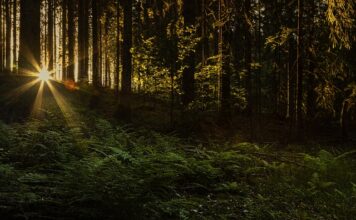 Kto był najsłynniejszym Wikingiem?