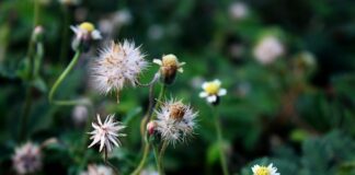 Co synowie dziedziczą po ojcu?