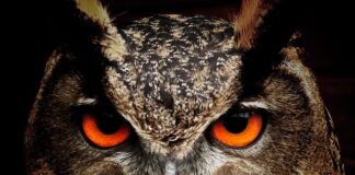 Co oznacza Sowa na dolarze?