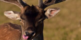 Po czym poznać że podobam się dziewczynie?