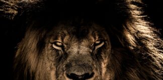 Jaki król jest na 1000 zł?