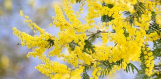 Czy da się zmienić akcent?