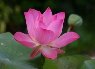 Dlaczego w Ameryce mówi się po angielsku?