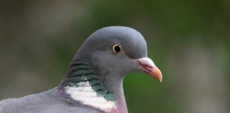 Kto wysłał Kolumba?