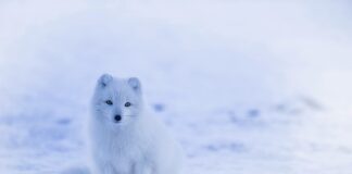 Czy Islandia należała do Danii?