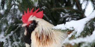 Co oznacza słowo Lach po ukraińsku?