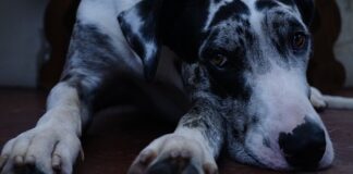 Jakimi autami jeżdżą Duńczycy?