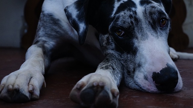 Jakimi autami jeżdżą Duńczycy?