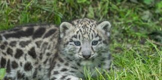 Który czołg jest lepszy Leopard czy Abrams?