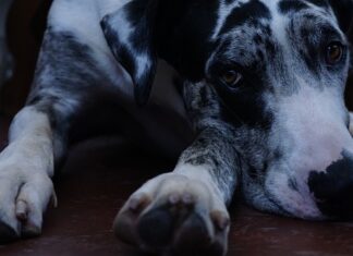 Kogo nie lubią Duńczycy?