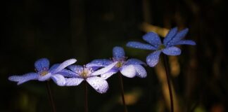 Jak długo trzeba pić żeby uszkodzić wątrobę?