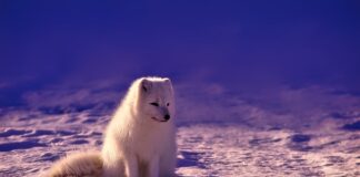 Czy w Norwegii można pić?