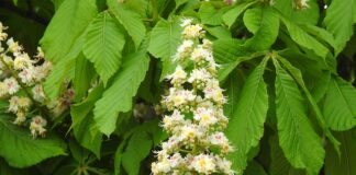 Czy polska matura jest uznawana w Danii?