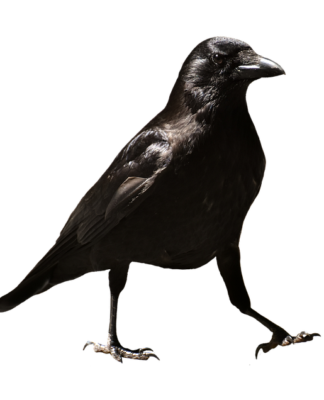 Czy zwolnienie lekarskie w Polsce jest honorowane w Danii?